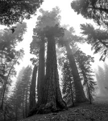 Sequoia národní park